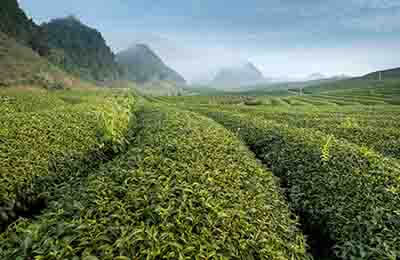 茶葉的植物學特征